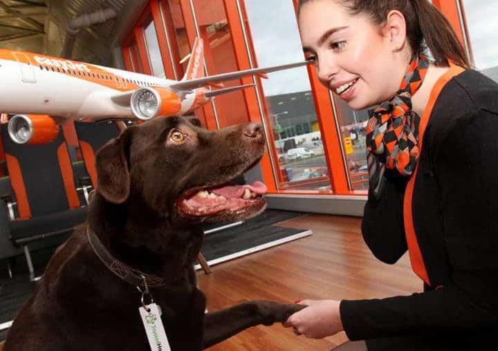 easyJet ให้การเดินทางอย่างสบายใจไม่ต้องห่วงสัตว์เลี้ยง